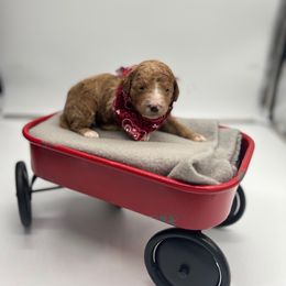 Poodle Puppies from Ruby’s Southern Doodles and Poodles