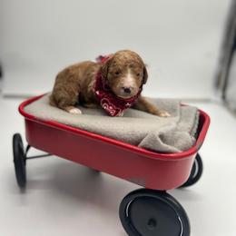 Poodle Puppies from Ruby’s Southern Doodles and Poodles