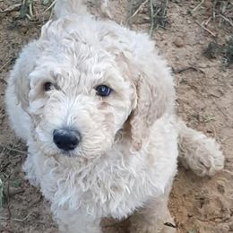Goldendoodles and Poodles from Harpers Doodles and Poodles