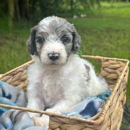Waylon - Merle male Goldendoodle puppy in Sanderson, Florida from Serenity Goldendoodles