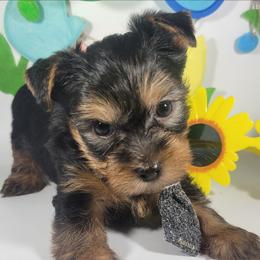 Green collar boy - Black and tan male Yorkshire Terrier puppy in Jacksonville, Florida from Yorkieology