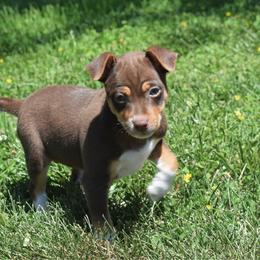 Clover - White, chocolate and tan female Rat Terrier puppy in Manton, California from Tehama Terriers