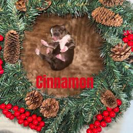 Cinnamon - Red tri-color female Miniature American Shepherd puppy in Minden, Louisiana from Ironwood Creek