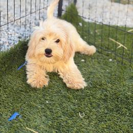 Benny - Cream male Goldendoodle puppy in Palmdale, California from Pucci Pawfect