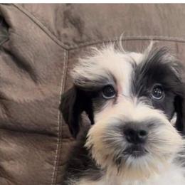 Miniature Schnauzers from The Blessing