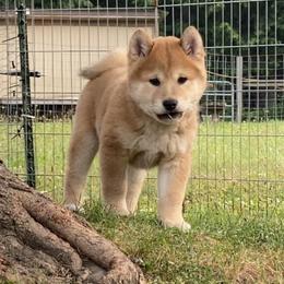 Brutus - Red male Shiba Inu puppy in Newberry, Michigan from Day Dream Akita & Shiba Inu