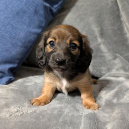 Ruby - Red female Dachshund puppy in Aiken, South Carolina from Paragon Puppies