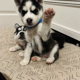 Maltese and Siberian Husky Puppies from Nyx’s Pack