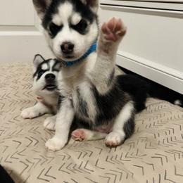 Maltese and Siberian Husky Puppies from Nyx’s Pack