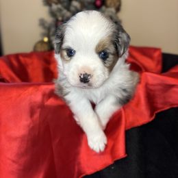 Not available - Blue merle male Toy Australian Shepherd puppy in Albia, Iowa from J Bar M Toy and Mini Aussies