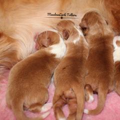 Nova Scotia Duck Tolling Retriever Puppies from Meadowlark Tollers