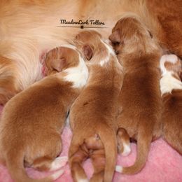 Nova Scotia Duck Tolling Retriever Puppies from Meadowlark Tollers