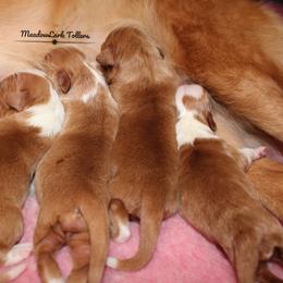 Nova Scotia Duck Tolling Retriever Puppies from Meadowlark Tollers