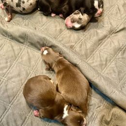 RTM 2 - Red tri-color male Miniature American Shepherd puppy in Prairie Grove, Arkansas from IQ Farms