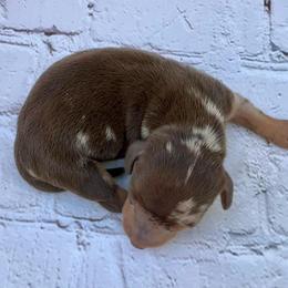 Mathew - Dapple male Dachshund puppy in Colbert, Oklahoma from Brooke Crenshaw