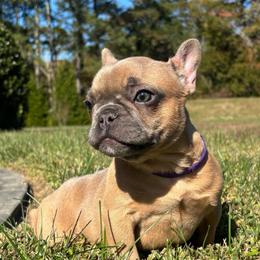 Danni - Blue female French Bulldog puppy in Salisbury, Maryland from 77 Frenchies Maryland