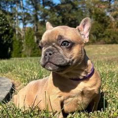 Danni - Blue female French Bulldog puppy in Salisbury, Maryland from 77 Frenchies Maryland