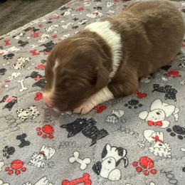 Ember - White and red male Border Collie puppy in Barnstead, New Hampshire from ☘️ Clover Leaf’s Border Collies