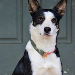 Border Collie All Grown Up from M&D Border Collies