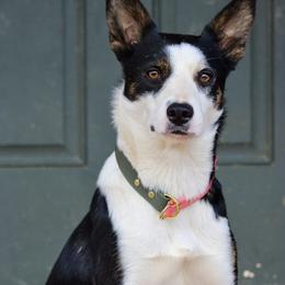 Border Collie All Grown Up from M&D Border Collies