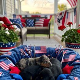 Sutton AKC - Dapple female Dachshund puppy in Erick, Oklahoma from 4-L Backyard Dach