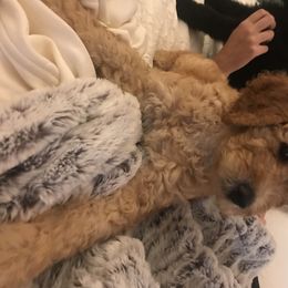 Poodles from Garden of Weedin