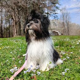 Cassidy - Havanese