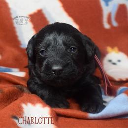 Charlotte - Black female Schnoodle puppy in Sedalia, Missouri from Farmer Brown's Puppies