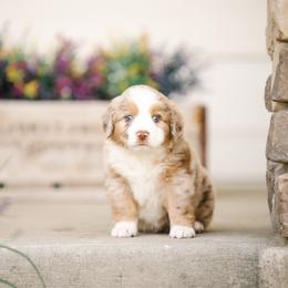 Jesse - Red merle female Miniature Australian Shepherd puppy in Pocatello, Idaho from R Heart Mini Aussies