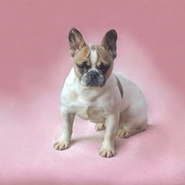 Riley - French Bulldog