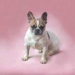 Riley - French Bulldog