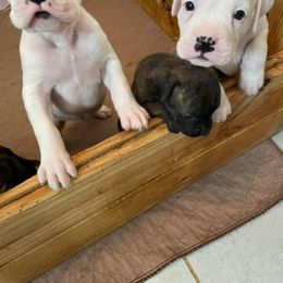 Boxer Puppies from Big Dawg Plantation