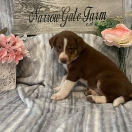Scout - White and red female Border Collie puppy in Moody, Texas from Narrow Gate Farm