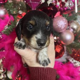 Dachshund Puppies from MJ Family Farm