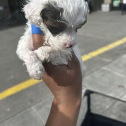 Poodle Puppies from Poodle Parade
