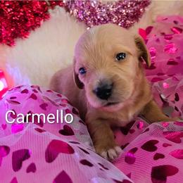 Carmello - Fawn (Isabella) male Dachshund puppy in Vacaville, California from SchmooterBabies