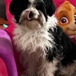 Morkies and Yorkshire Terriers from Lady Watkins Kennels