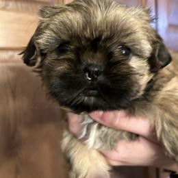 Shih Tzu Puppies from D’s Shih Tzu