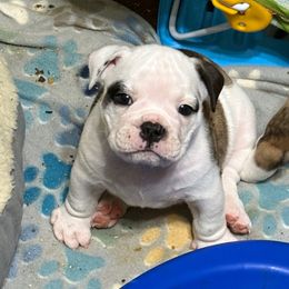Richard - Tan - Fawn brindle and white male Bulldog puppy in Krum, Texas from K & K Little Blessings