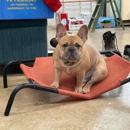 French Bulldog All Grown Up from Beau's French Bulldogs