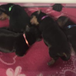 Fifa - Black and tan female Yorkshire Terrier puppy in Minnesota from Sunny Sky Yorkies