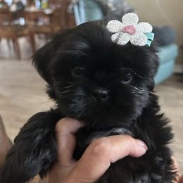 Ebony - Black female Shih Tzu puppy in New Port Richey, Florida from Stanford's Shih Tzus