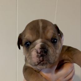 Girl 1 - Fawn and white female Bulldog puppy in Akron, Ohio from Urban Danes and bulldogs