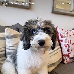 Bernedoodle Puppies from Over the Moon Poodles and Doodles