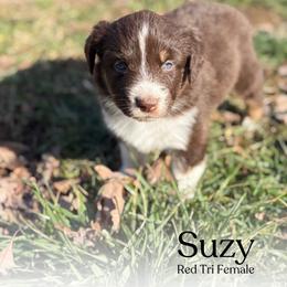 Suzy - Red tri-color female Australian Shepherd puppy in Columbia, Kentucky from Caywood Aussies