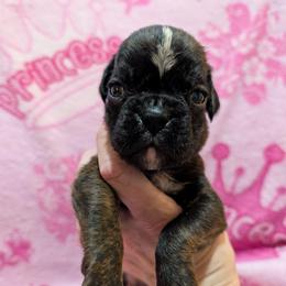 Heather - Brindle female Boxer puppy in Campbellsville, Kentucky from Bellbox German Boxers