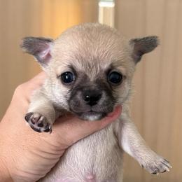 Dale - Fawn male Chihuahua puppy in Spring Hill, Florida from Stardom Chihuahuas & CKCS