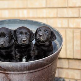 Labrador Retriever puppies from Mid-Columbia Labradors