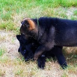 German Shepherd Puppies from Black Beauty Shepherds