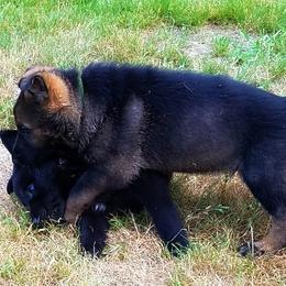 German Shepherd Puppies from Black Beauty Shepherds